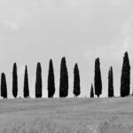 Black and white Tuscan countryside landscape with cypress trees, dramatic clouds and cinematic Italian scenery.